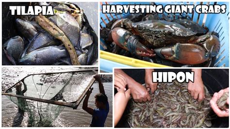 ALIMANGO HIPON SUGPO AT BANGUS ANG NA HARVEST NAMIN SA FISHPOND PART