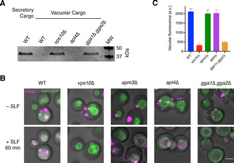 Figures And Data In A Microscopy Based Kinetic Analysis Of Yeast