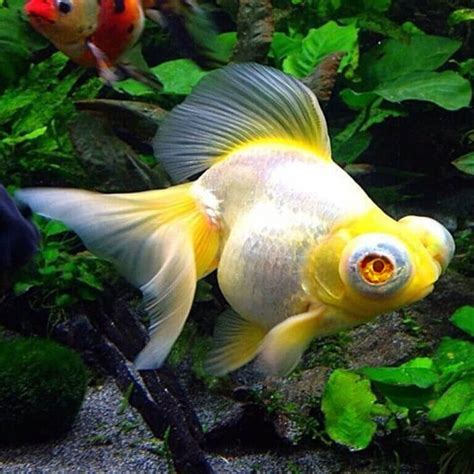 Aquarium Central Goldfish Golden Albino Dragoneye Telescope