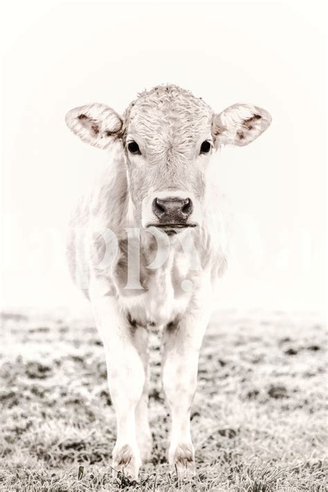 Buy Blonde Cattle Cottagelove Wallpaper Happywall