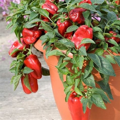 Peperoni Sul Balcone Orto In Balcone Coltivare Peperoni Su Balcone