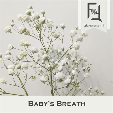 Baby's Breath 101: Understanding The Different Varieties And How To Use In The Right Ways ...