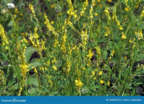 Flowering Melilotus Officinalis Stock Image Image Of Bloom Medicine