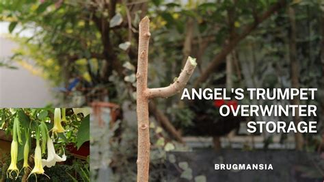 Overwinter Tips For The Brugmansia Angels Trumpet Plant YouTube