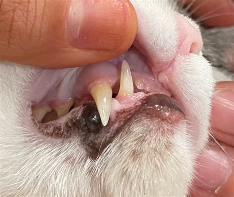 Collection Pictures Inside Of Cat S Mouth Is Black Excellent