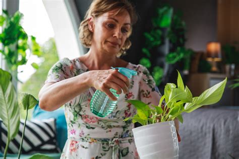 Como E Quando Regar Plantas Em Vasos Guia Completo De Regas Pomar E Horta Sustentáveis