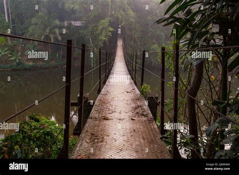 Bridge In Jungle Stock Photo Alamy