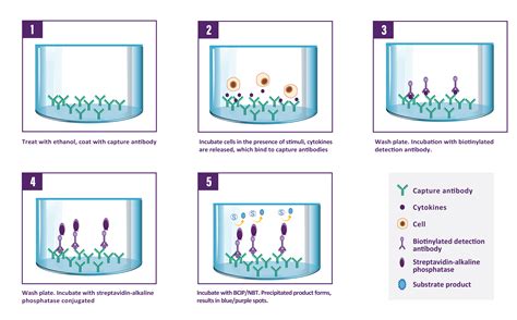 Human IL 13 ELISpot Kit Assay Genie