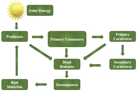 Terrestrial Ecosystem An Overview Sigma Earth