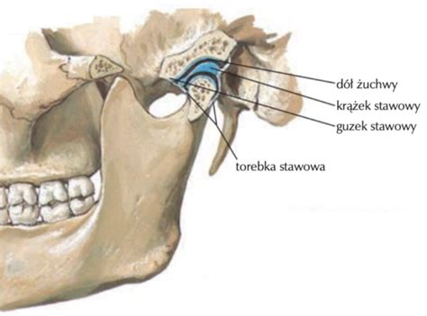 Staw skroniowo żuchwowy TMJ anatomia i fizjologia dr Joanna Piech