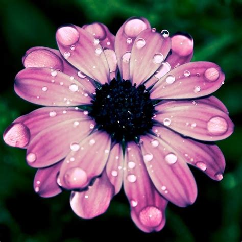 Water Petal Wonderful Flowers Flowers Photography Beautiful Flowers