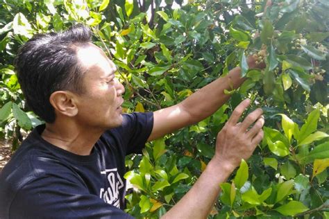 Teknik Pengendalian Hama Pada Tanaman Cengkeh