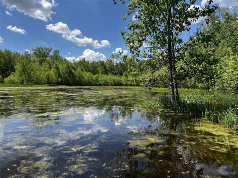 Indiana conservation groups defend state’s wetlands that lost protection | Great Lakes Echo