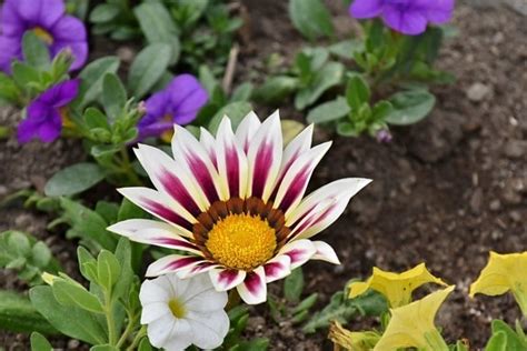 Free Picture Flower Garden Focus Petunia Reddish Flowers Nature