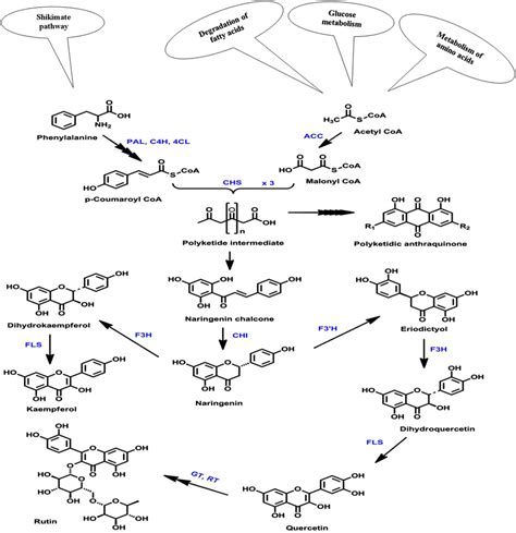 Schematic Overview Of The Flavonoid Biosynthesis Pathway In Plants The ...