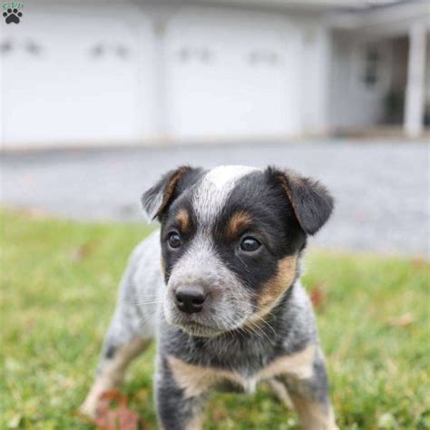 Blue Heeler Mix Puppies For Sale | Greenfield Puppies