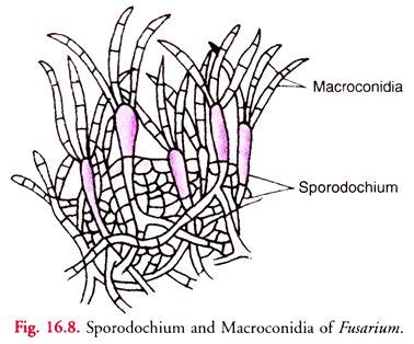 Sporodochium and Macroconidia of Fusarium | Fungi, Study journal ...