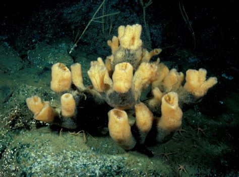 Invertebrates Animals Sponges