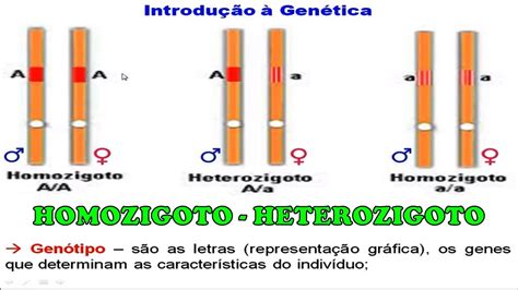 Dê O Resultado Dos Cruzamentos Entre Os Seguintes Indivíduos