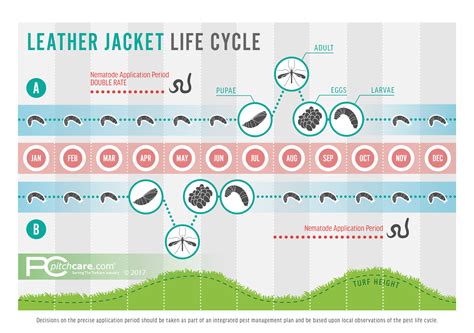 Yellow Jacket Life Cycle