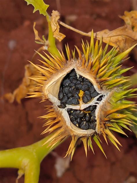 Datura Stramonium Planta Foto Gratis En Pixabay