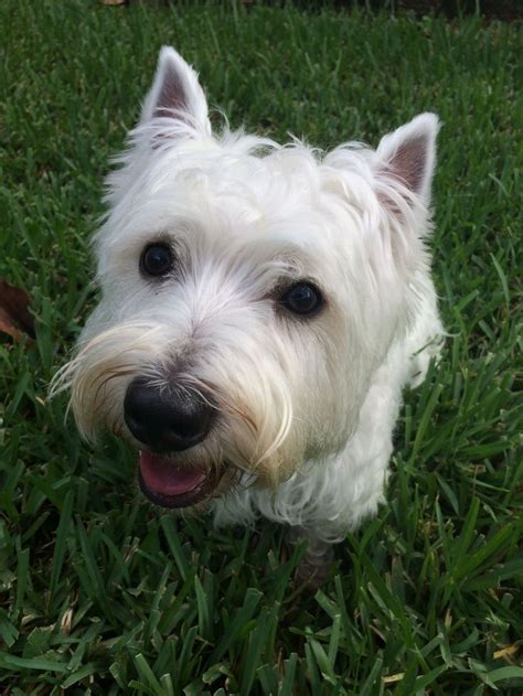 Best Wild Wild Westies Images On Pinterest Westies West