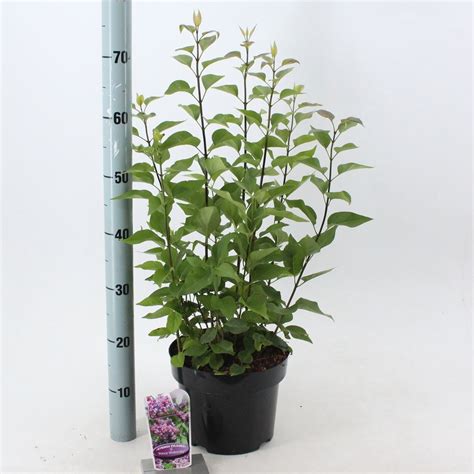 Syringa Vulgaris Prince Wolkonsky Plant Wholesale FlorAccess