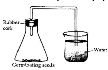 Life Processes MCQ Class 10 Science