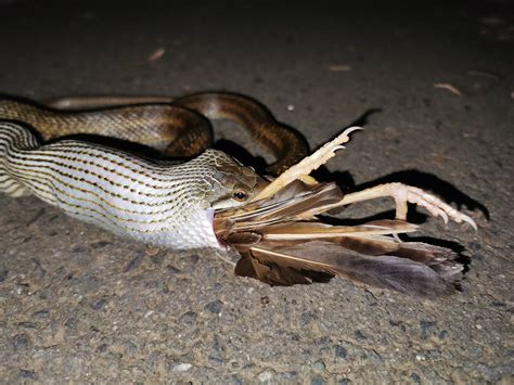 人間が蛇に食べられる