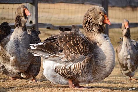 Giant Dewlap Toulouse Geese Chapel View Farm And Stable