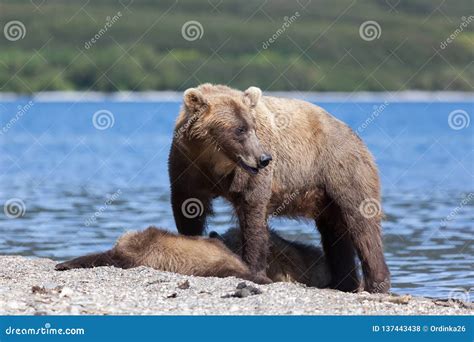 Grizzly Stand Near Her Baby In The Forest At Yellowstone National Park