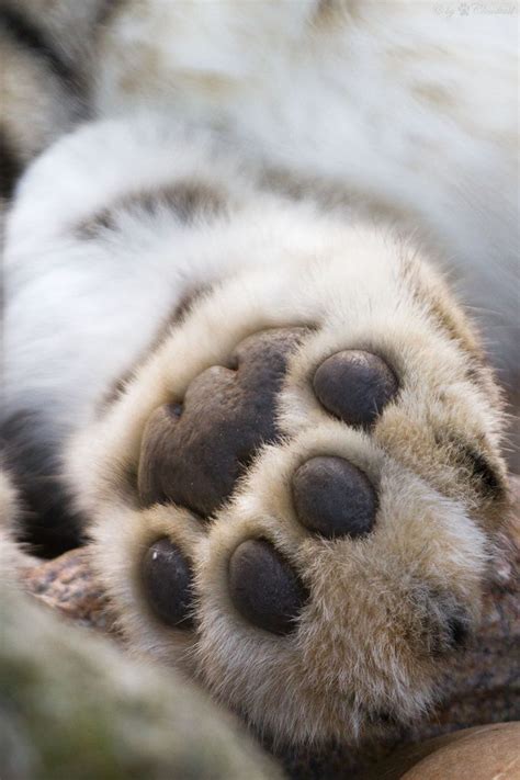 Snapchat: ivvvoo | Instagram: ivvvo_ | Beautiful cats, Cat paws, Crazy cats