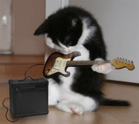 Коталлика! | Пикабу