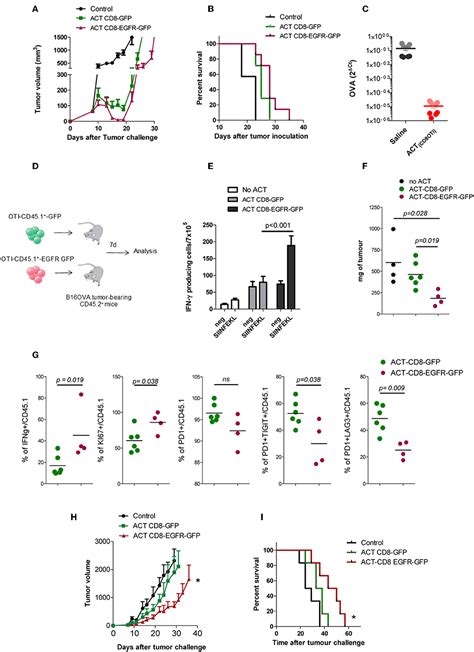 Frontiers Genetic Modification Of Cd T Cells To Express Egfr