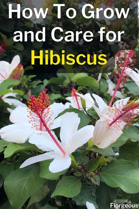 How To Care For Hibiscus Tree Hibiscus Plant Growing Hibiscus Hibiscus Tree