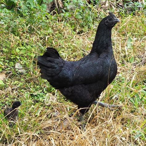 Baby Chicks Ayam Cemani My Pet Chicken