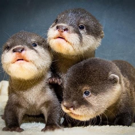 cute baby otters adorable baby otters born    time