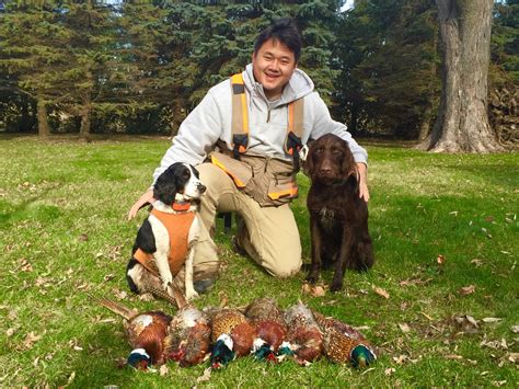 Limit Upland Game Hunting Pheasants Quail Grouse Upland Game