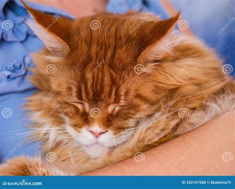 Ginger Maine Coon Cat Sleeping On Its Owner Stock Photo Image Of