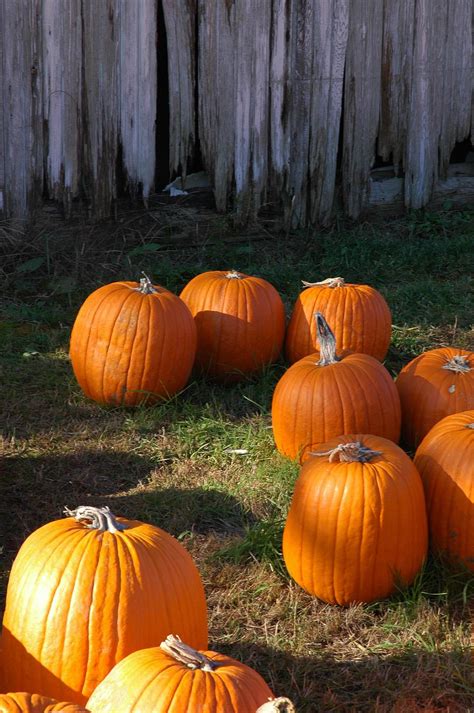 Pumpkins New England