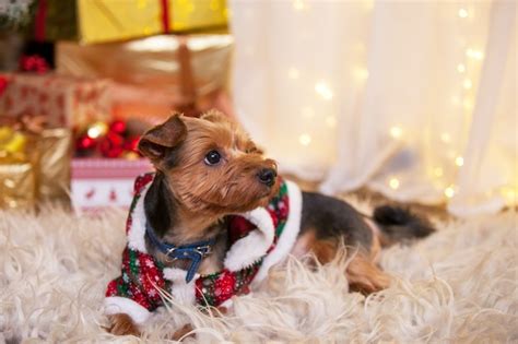 Premium Photo Dog Under The Christmas Tree