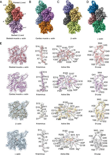 Structural Insights Into Actin Isoforms Elife