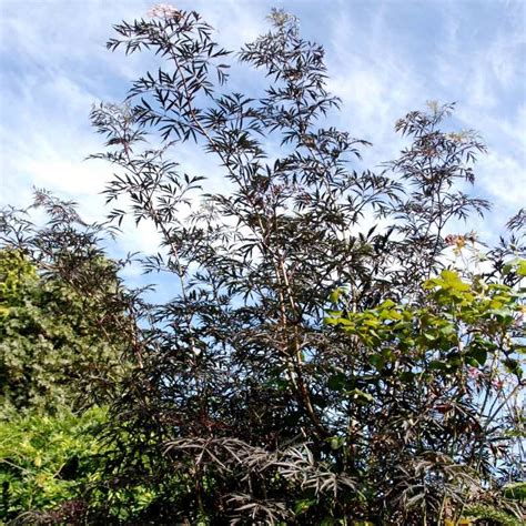 Sambucus nigra 'Black Lace'