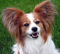 Papillon dog - Wikipedia