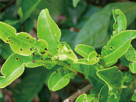 茶绿盲蝽 果树、蔬菜、茶树病虫 图片