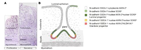 Figure 2 From The Elusive Endometrial Epithelial Stem Progenitor Cells