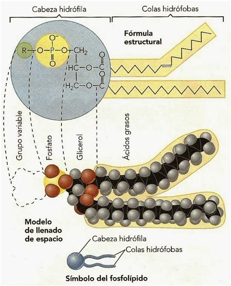 Bioquímica Vegetal Básica 5 Lípidos Apuntes De Fisiología Vegetal