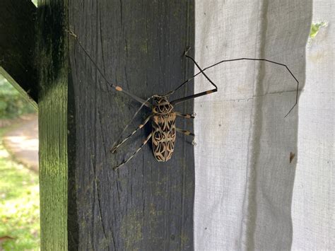 Harlequin Beetle From Sendero Universal Sarapiqui Heredia CR On