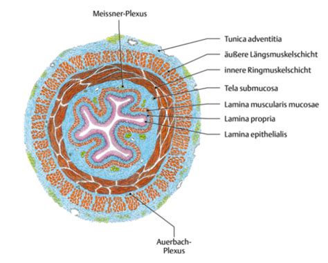 M Histologie Karteikarten Quizlet