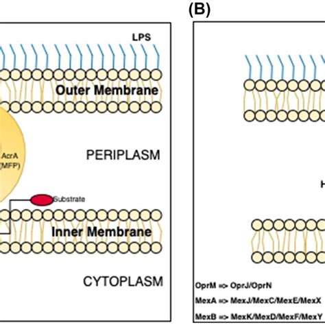 A Construction Of An RND Efflux Pump E Coli AcrAB TolC System